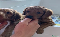 Australian Labradoodle dogs for stud: Australian Labradoodle Stud – Excellent Bloodlines - Image 14