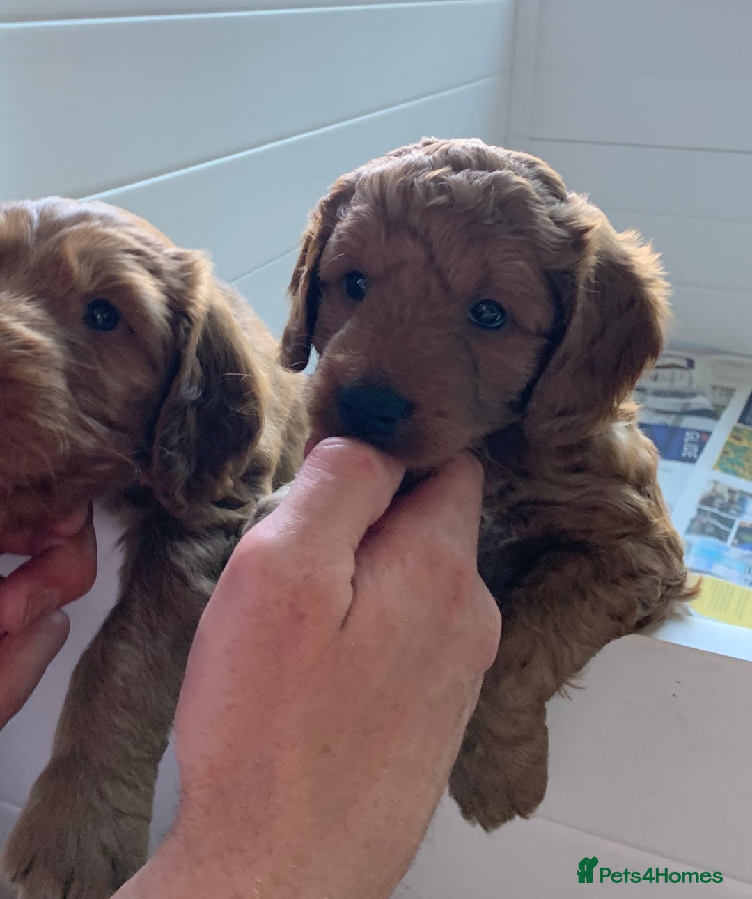 Australian Labradoodle dogs for stud: Australian Labradoodle Stud – Excellent Bloodlines - Image 14