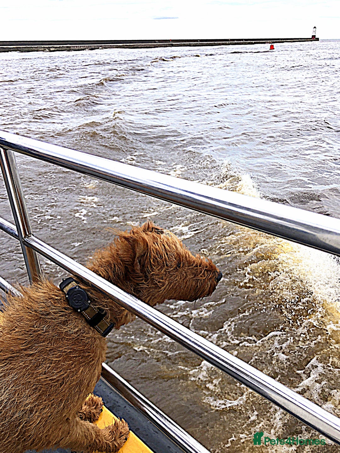 Irish Terrier dogs for sale: Irish Terrier pups expected early December  - Image 6