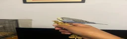 Budgerigars birds for sale: Hand Tame Baby Budgies - Advert 12