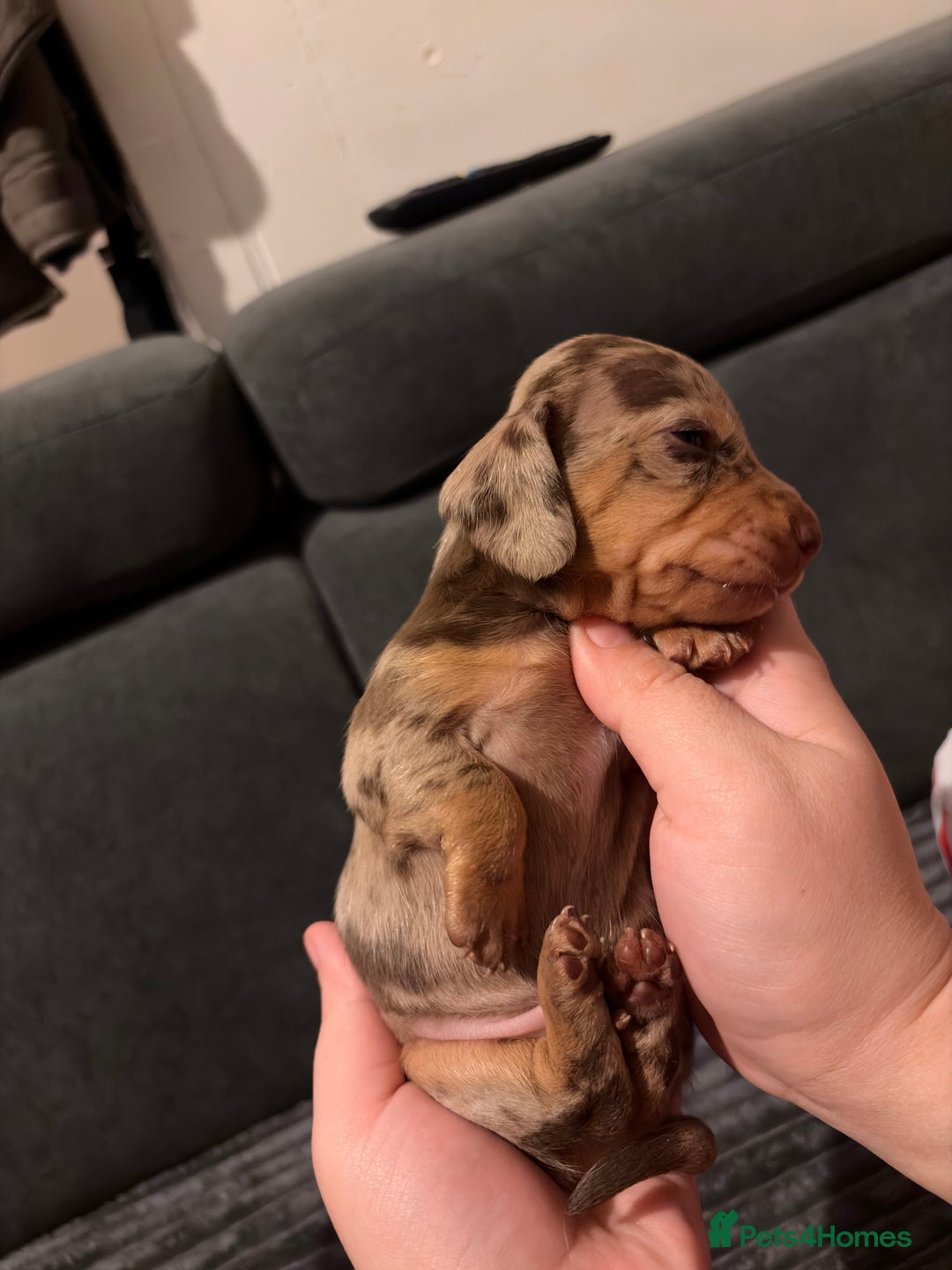 Miniature Dachshund dogs for sale: 🐾 Miniature Dachshund Puppies KC Registered  - Advert 29