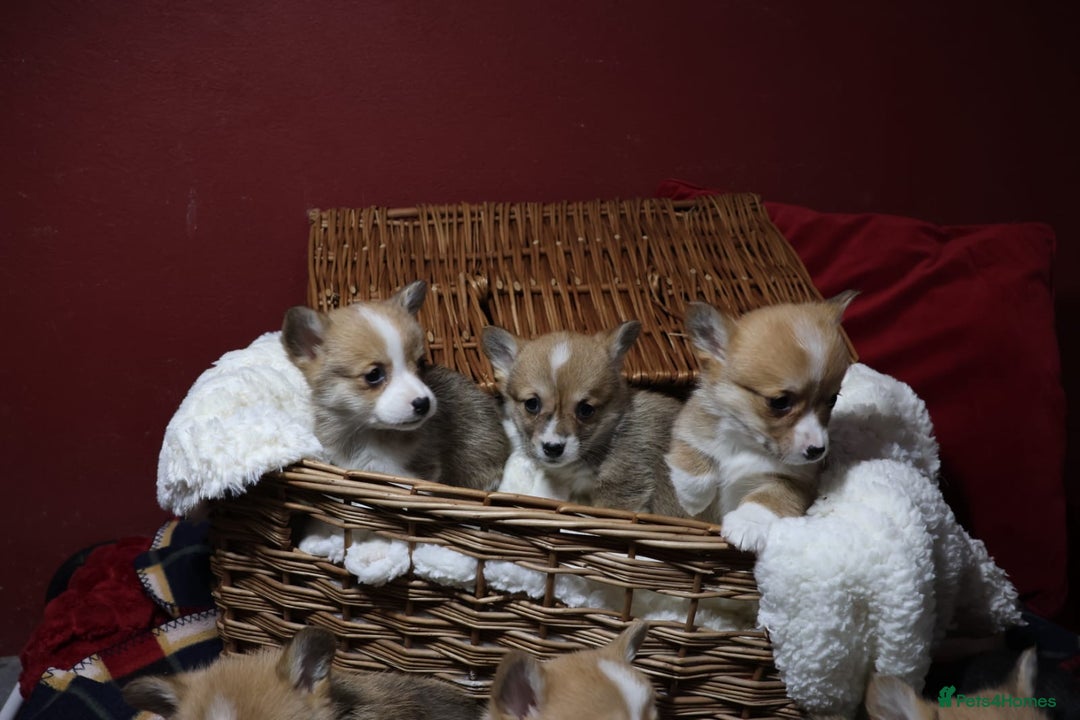 Welsh Corgi Pembroke dogs for sale: Champion bloodlines on both sides, great with kids - Advert 12