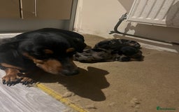 Miniature Dachshund dogs for sale: Miniature dachshund girl puppy  - Image 8