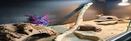 Bearded Dragon reptiles for sale: Bearded dragon+ set up in Saint Helens - Advert 5