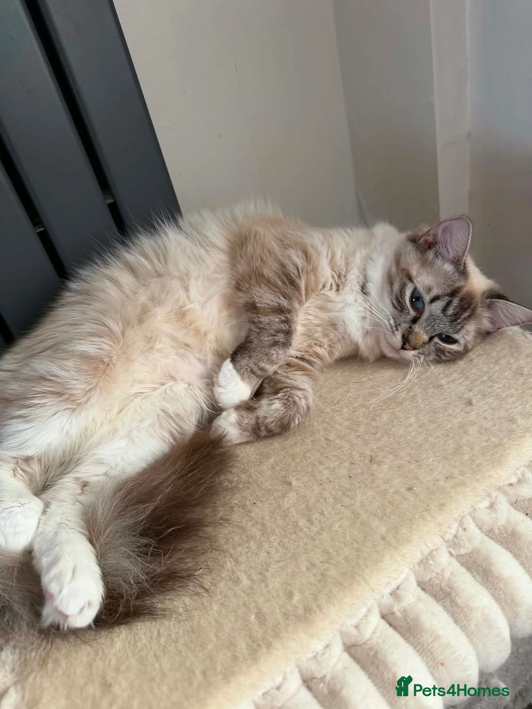 Ragdoll cats for sale: Ragdoll kittens  in Blackburn - Advert 1