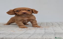 Cocker Spaniel dogs for sale: Adorable Working Cocker Puppies - Image 6