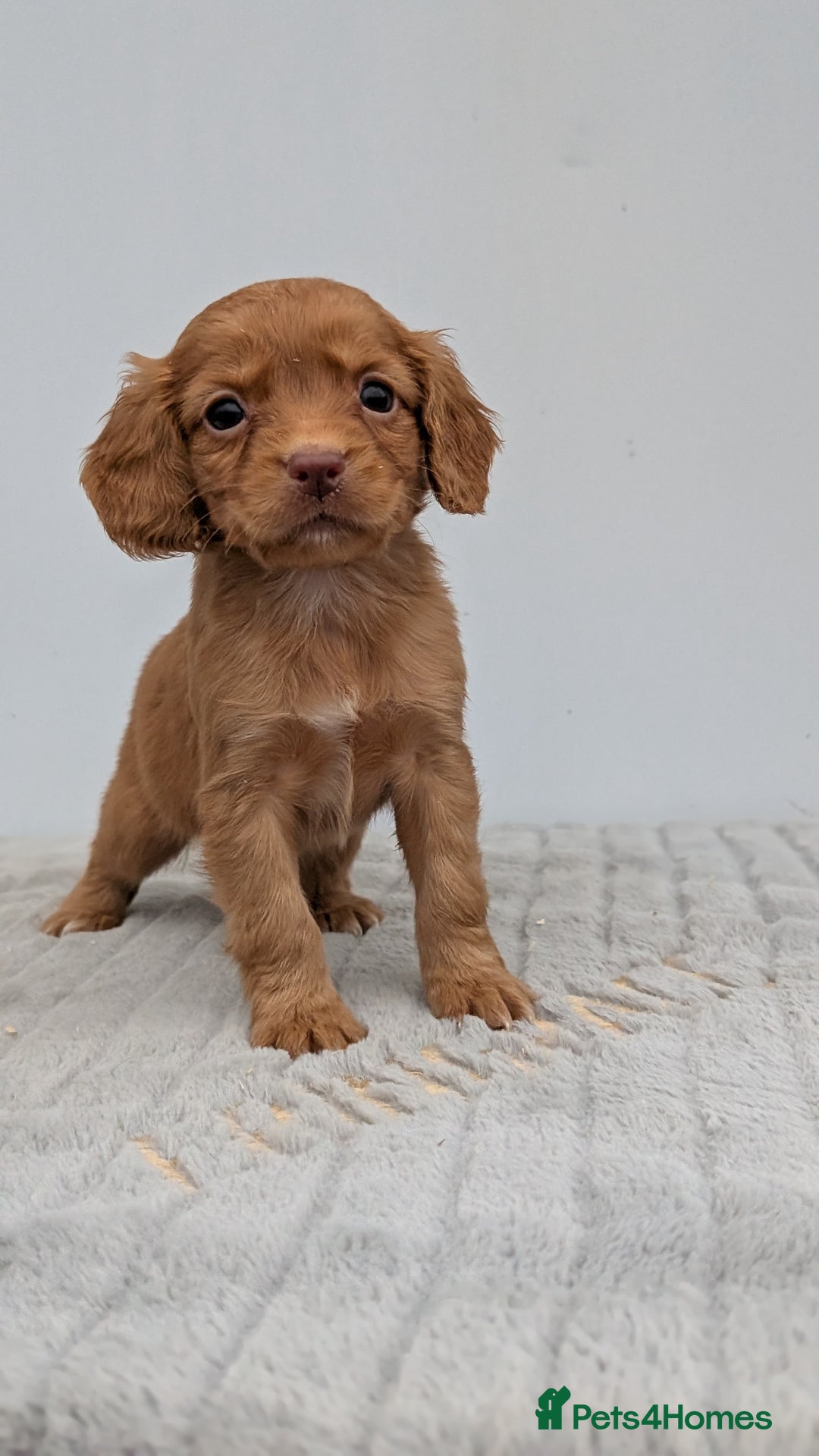 Cocker Spaniel dogs for sale: Adorable Working Cocker Puppies - Image 6