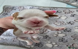 Cavalier King Charles Spaniel dogs for sale: Fully health tested included MRI scan  - Image 8