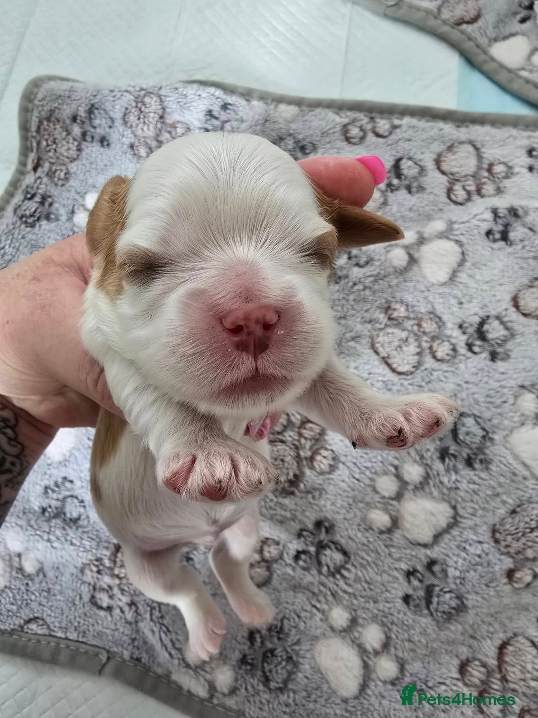 Cavalier King Charles Spaniel dogs for sale: Fully health tested included MRI scan  - Image 8