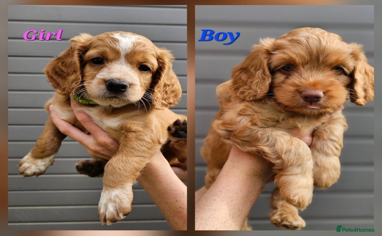 Cockapoo dogs - Advert 15