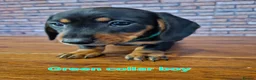 Miniature Dachshund dogs for sale: Dachshund miniature Pups Black & tan 11th of April in Ashford - Advert 32