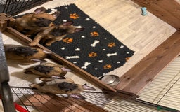 Belgian Shepherd Dog dogs for sale: Top working line puppies  - Image 30