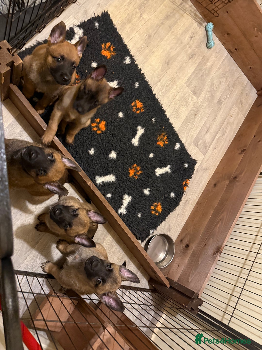 Belgian Shepherd Dog dogs for sale: Top working line puppies  - Image 30