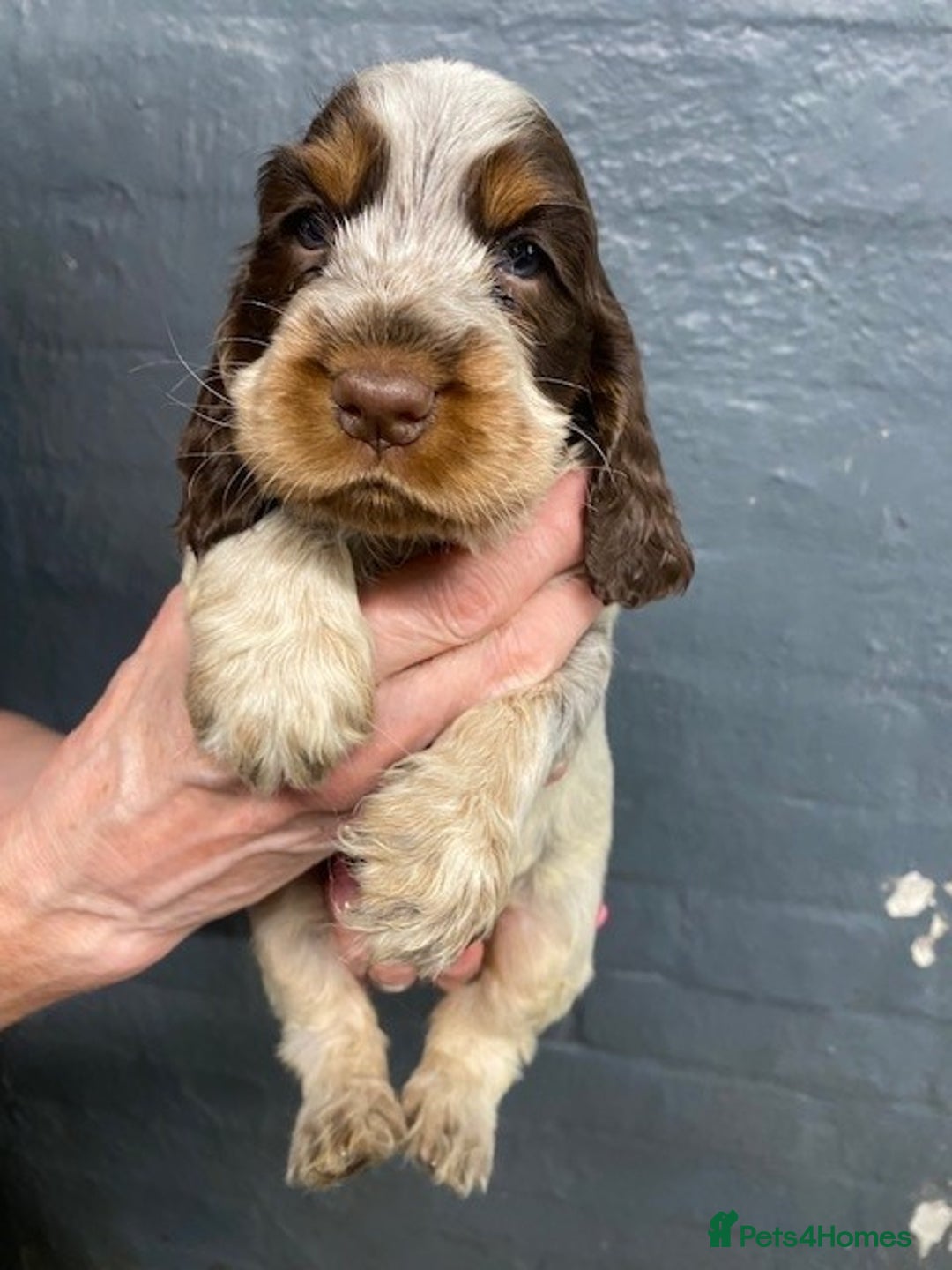 Cocker Spaniel dogs for sale: Cocker Spaniel Puppies For Sale  - Image 16