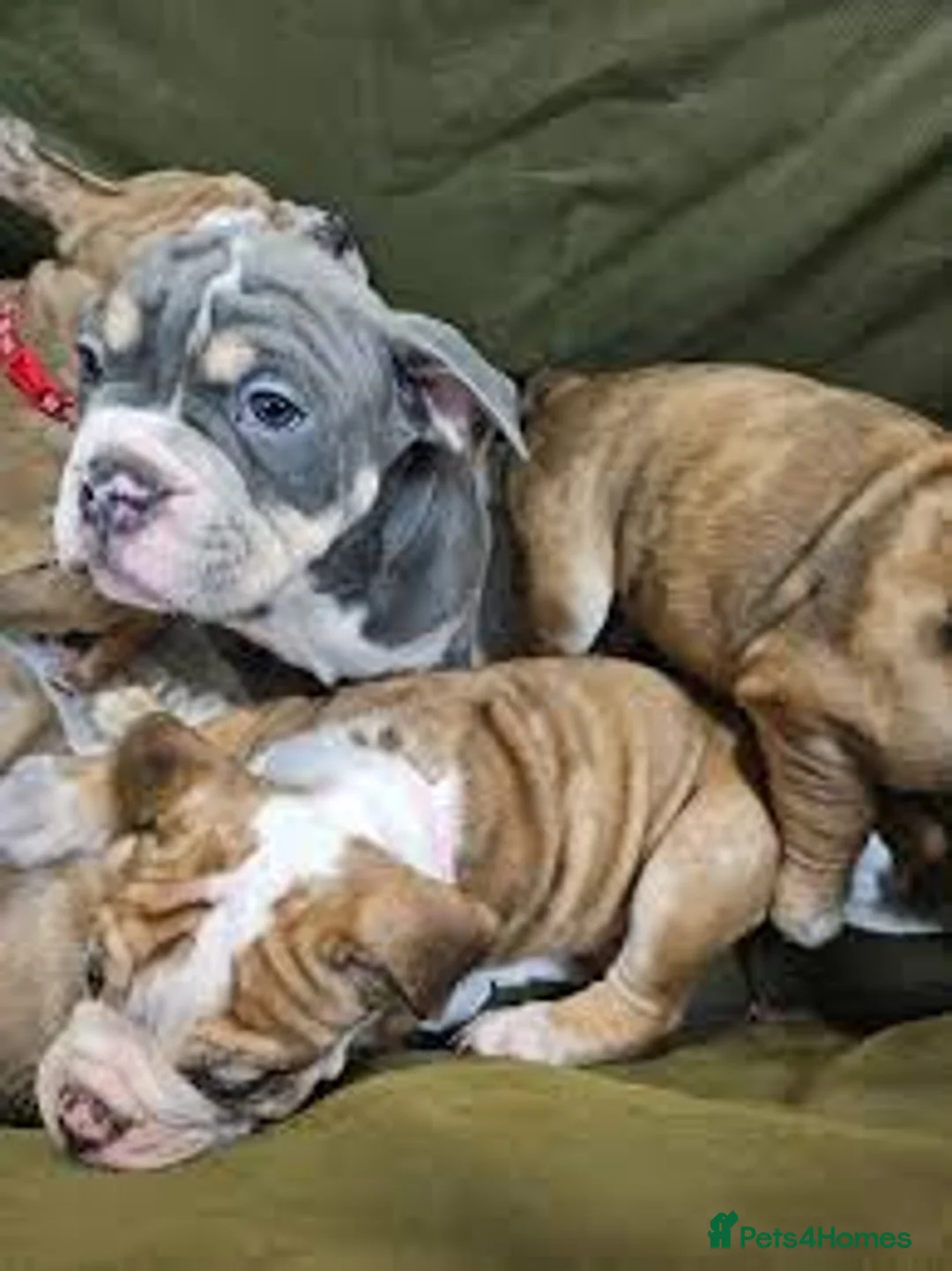 Olde English Bulldogge dogs for sale: olde english bulldogee in Ripon - Advert 2