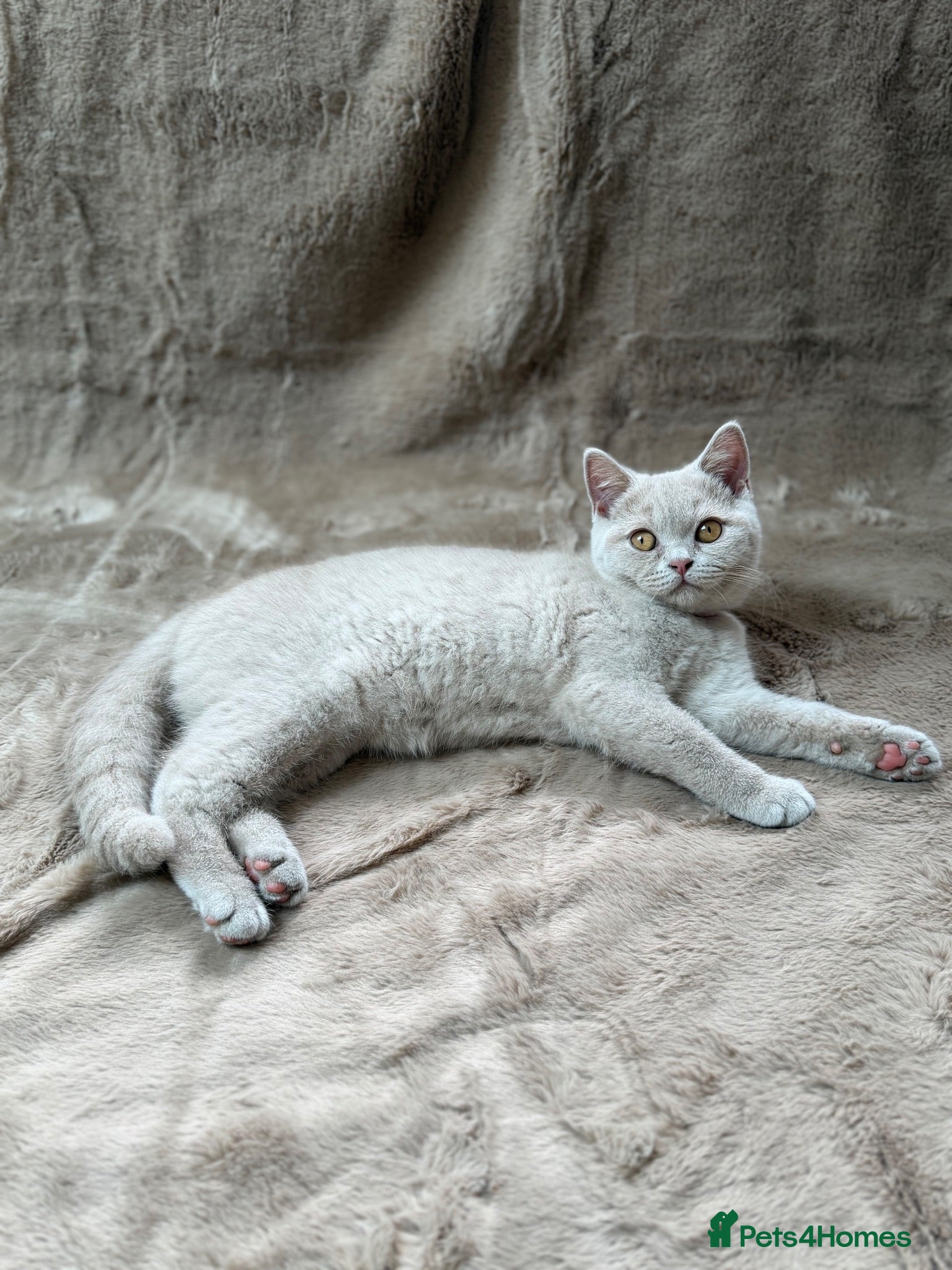 British Shorthair cats 5  GCCF Lilac & Blue British Shorthair Kittens - Advert 1