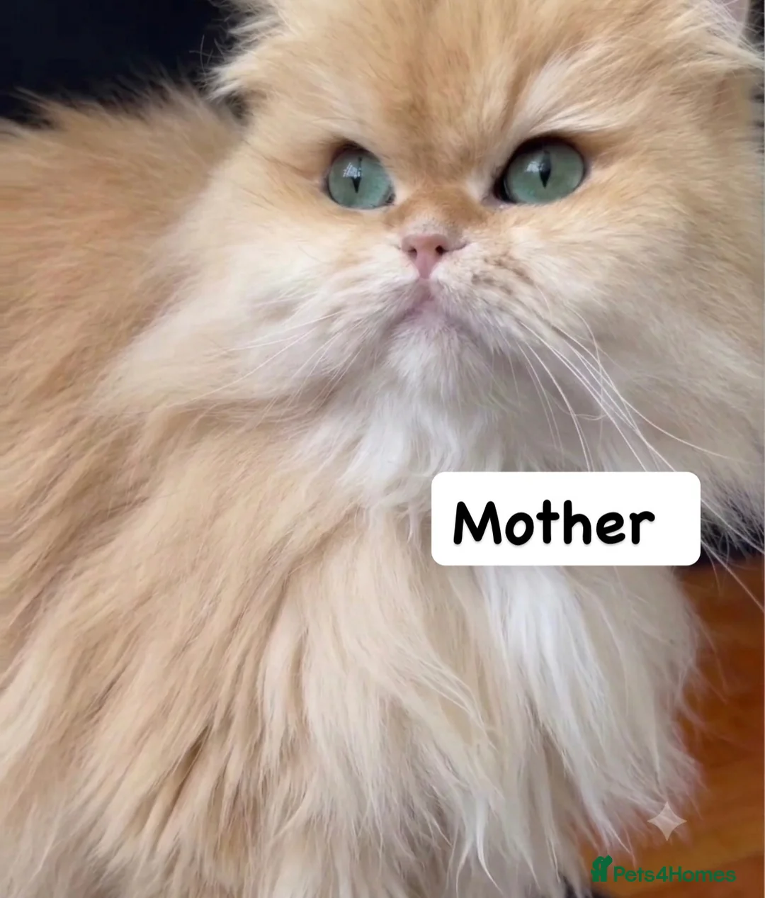 British Longhair cats for sale: 👑 GCCF Champion Line British Kittens 🐾 - Advert 2