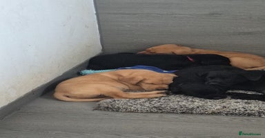 Labrador Retriever dogs - Advert 1