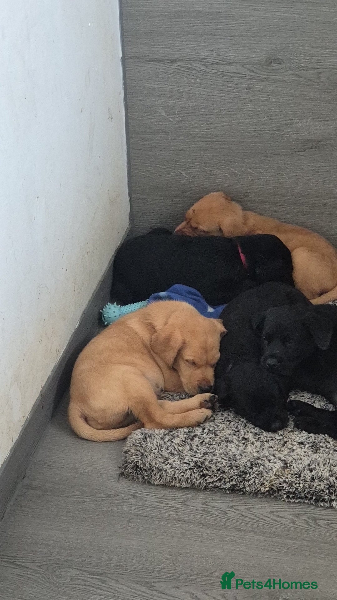 Labrador Retriever dogs for sale: Labrador puppies  - Image 3