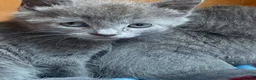 Mixed Breed cats for sale: Farm reared grey kittens  - Advert 7