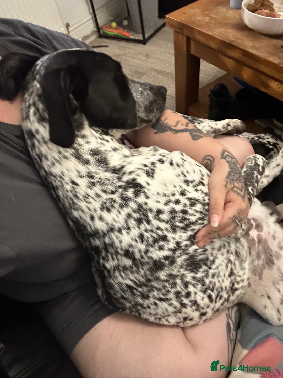 Mixed Breed dogs for sale: 2 male dogs  - Image 11