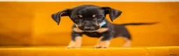 Jackshund dogs for sale: Daxijax/Jackshund/Dachshund/Jack - READY TO GO - Advert 27