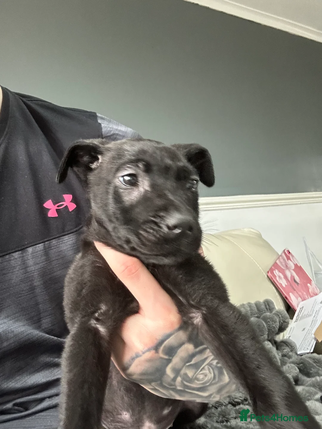 Mixed Breed dogs for sale: Belgian Malinois X pressa canerio  🔥🔥🔥🔥🔥🔥🔥 in Washington - Advert 5