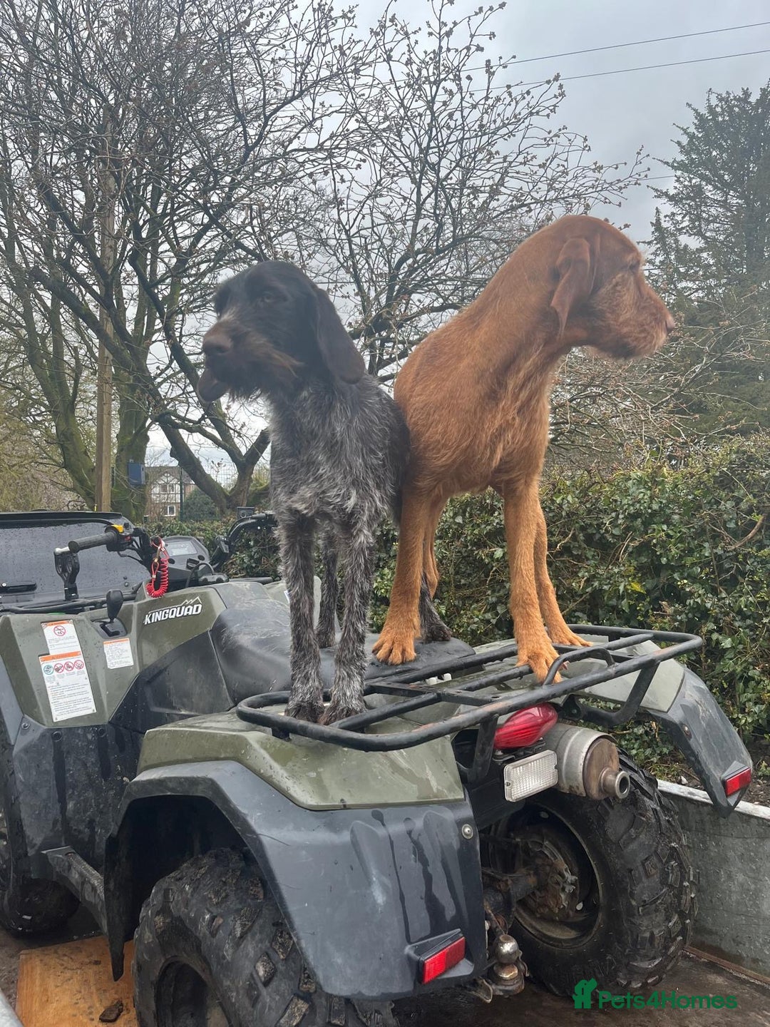 Mixed Breed dogs for sale: GWP x Hungarian wirehaired Viszla - Advert 3