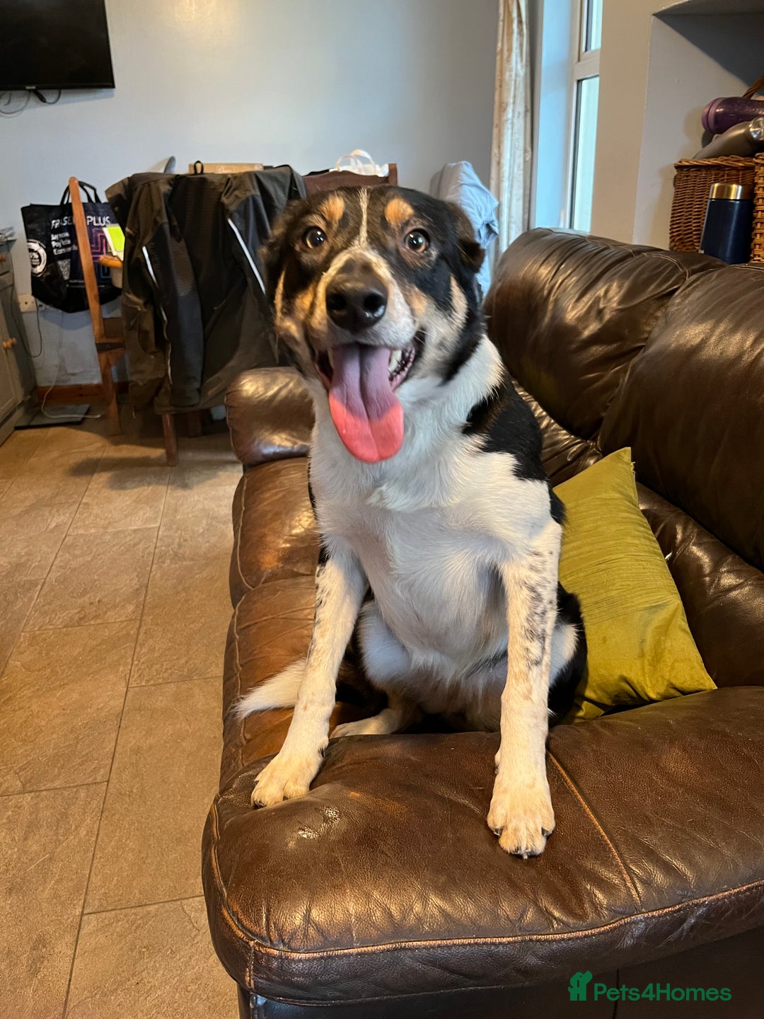 Border Collie dogs for sale: Border collie ISDS registered  - Advert 1