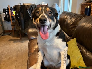 Border Collie dogs Border collie ISDS registered - Advert 2