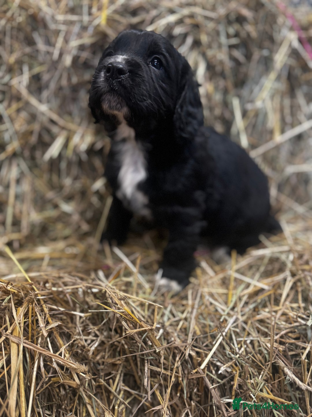 Cocker Spaniel dogs for sale: Health Tested Clear KC Registered Working Cockers - Advert 24