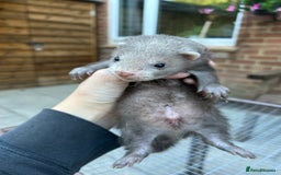 Ferret rodents for sale: Hobs for sale  - Image 10