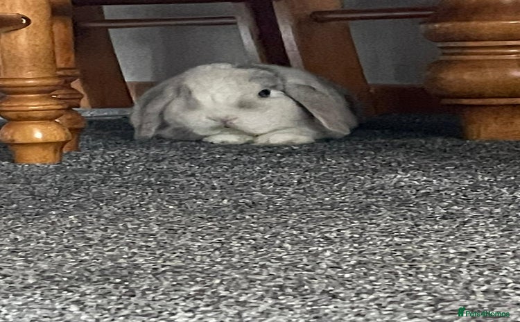 Mini Lop rabbits - Advert 4