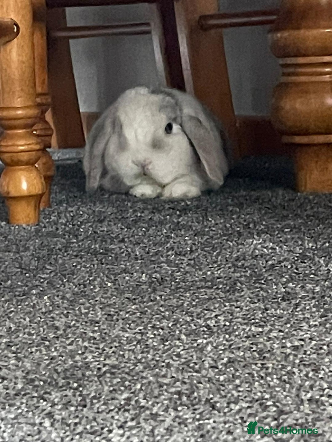 Mini Lop rabbits for sale: 2 mini lops rabbits - Image 1
