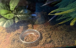 Toad reptiles for sale: FEMALE CANE/SURINAME TOAD & SET UP - Advert 8