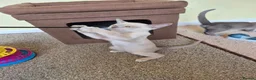 Burmese cats for sale: Gorgeous Pedigree Burmese Kittens - Advert 23