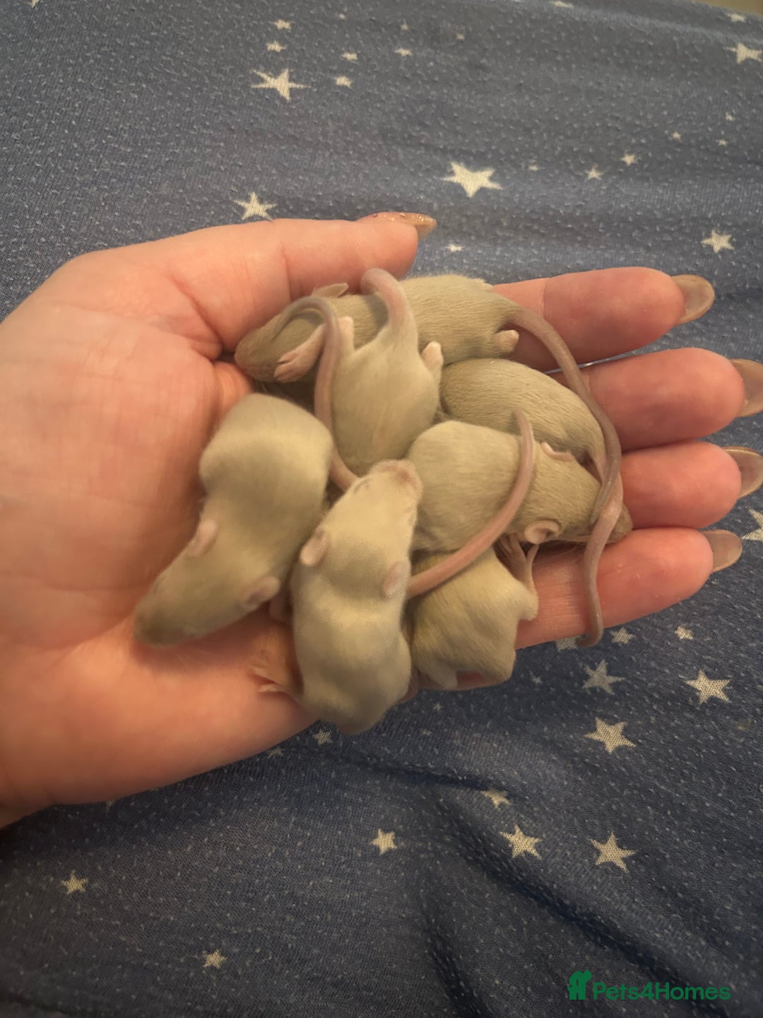 Mouse rodents for sale: Siamese baby mice  - Image 9