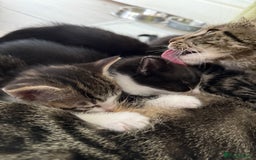 Domestic Shorthair cats for sale: X3 kittens for sale all male  - Image 7