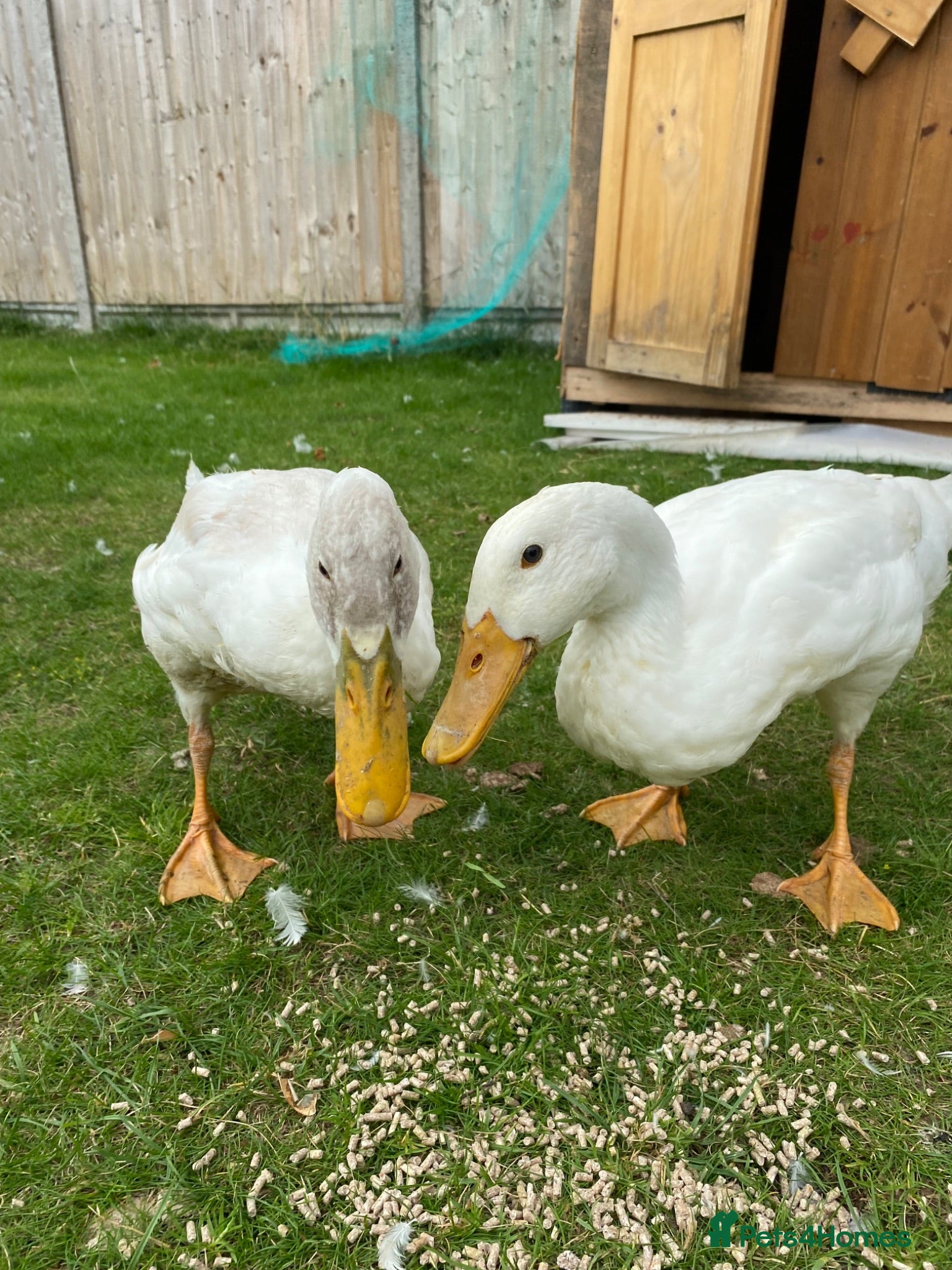 Ducks poultry Two beautiful white ducks - Advert 1