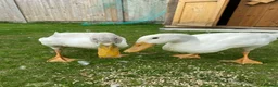 Ducks poultry for sale: Two beautiful white ducks - Advert 1