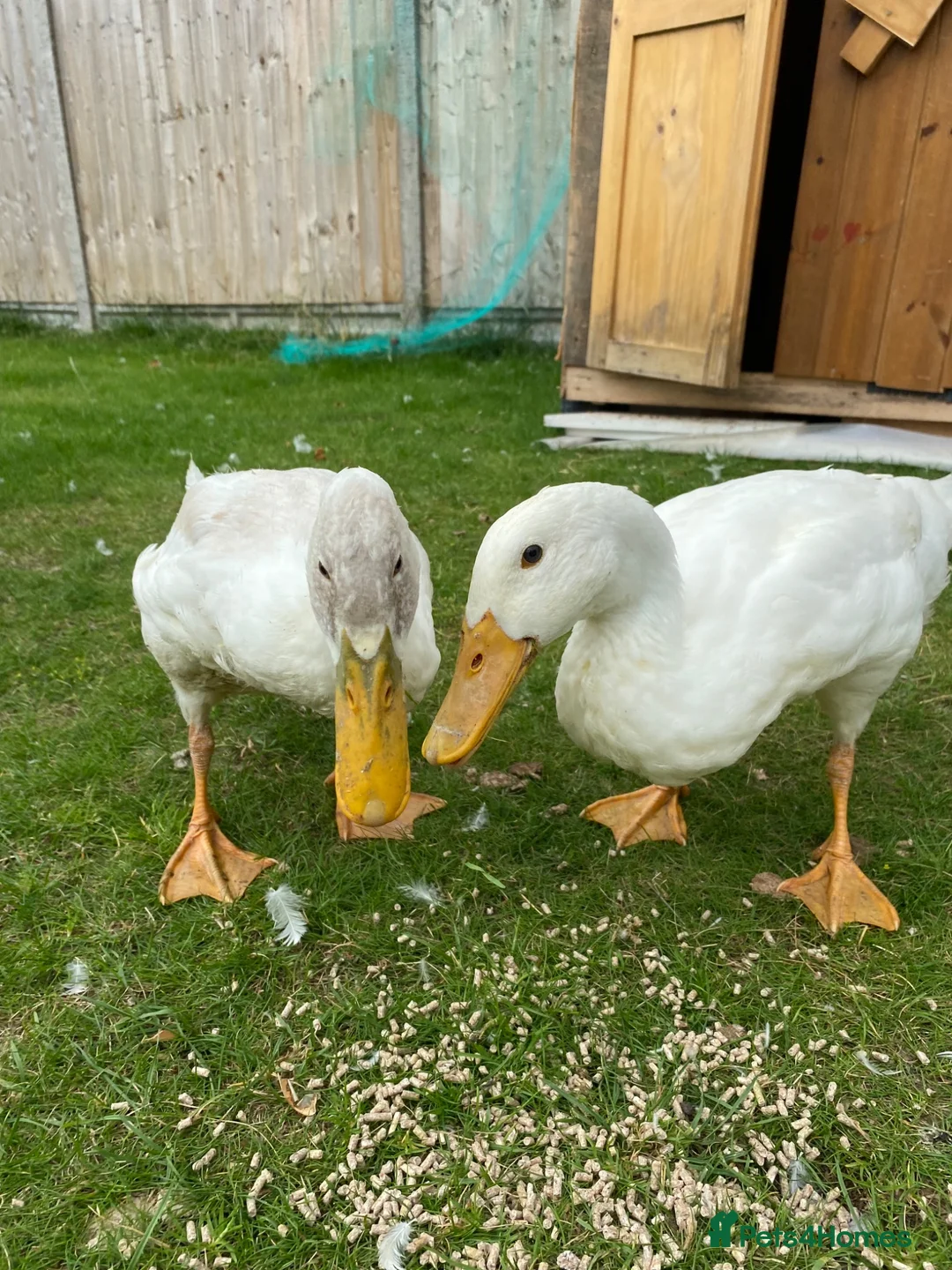 Ducks poultry for sale: Two beautiful white ducks - Advert 1