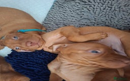 Hungarian Vizsla dogs for sale: Hungarian vizsla  - Image 23