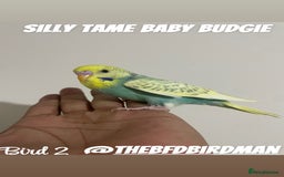 Budgerigars birds for sale: 100% SILLY TAME BABY BUDGIES - Image 3