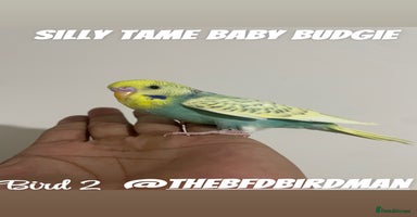 Budgerigars birds - Advert 6