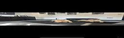 Labrador Retriever dogs for sale: Our beloved family pets  - Advert 10