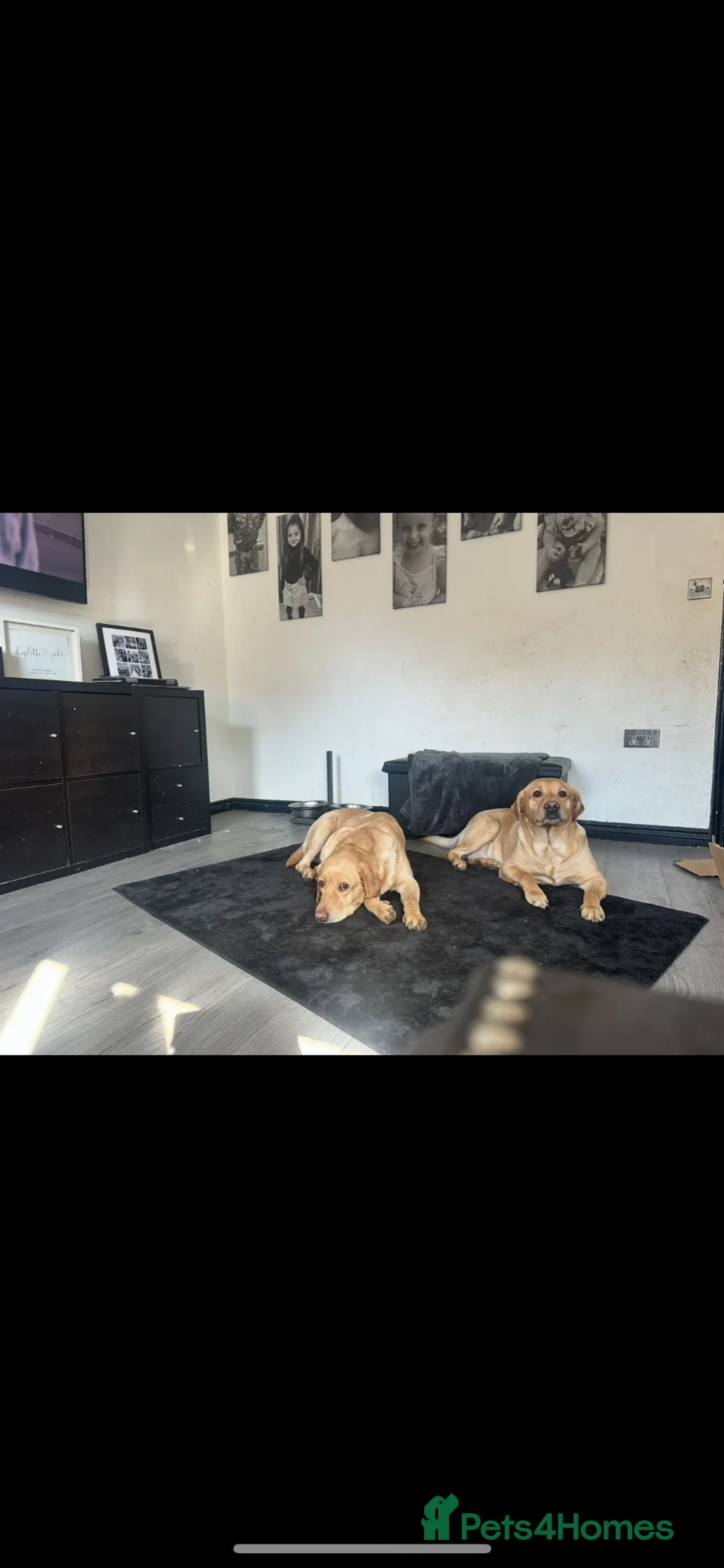 Labrador Retriever dogs for sale: Our beloved family pets  - Advert 10