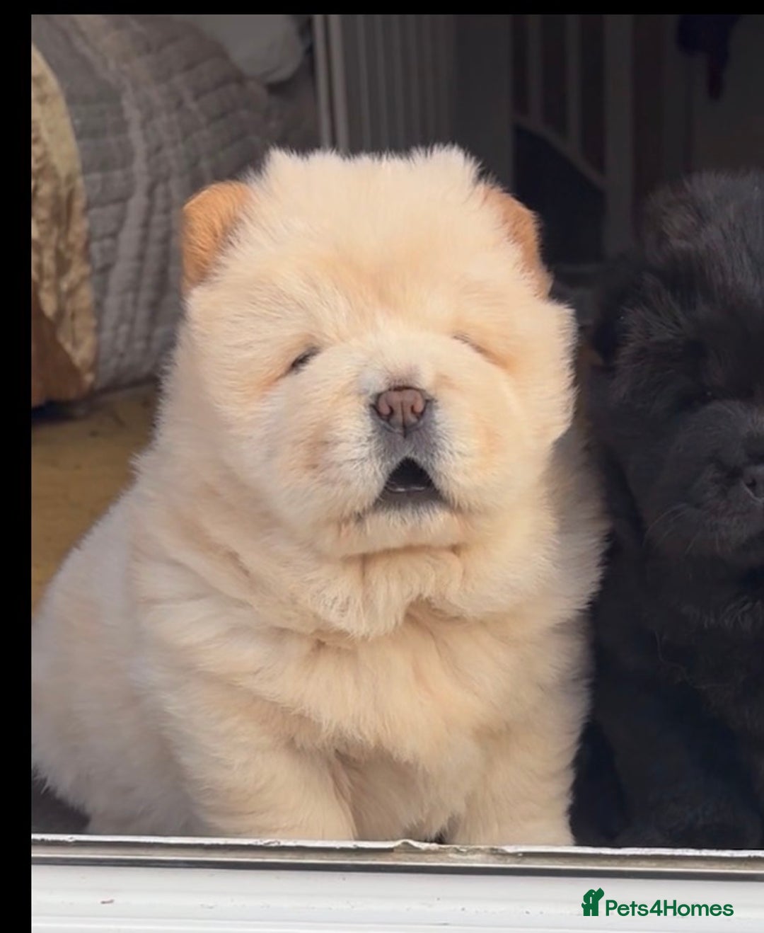 Chow Chow dogs for sale: Four Luxury Female ChowChows🐾 - Advert 10