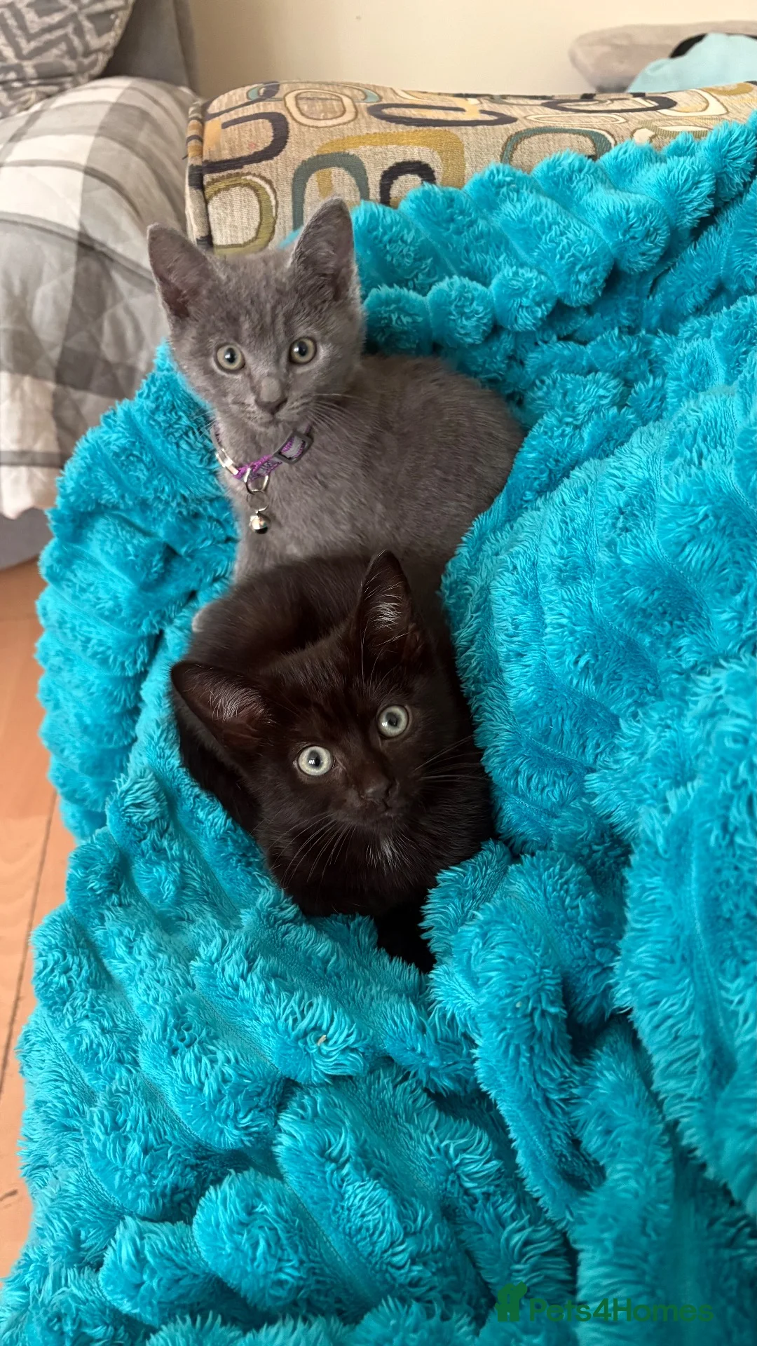 Mixed Breed cats for sale: Ready now, 1 black boy available  - Advert 1