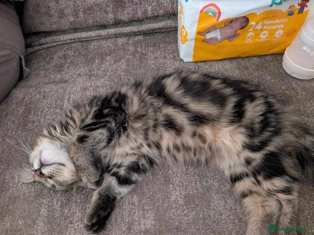 Mixed Breed cats for sale: Female, long haired, tabby kitten - Advert 3