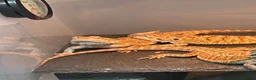 Bearded Dragon reptiles for sale: Juvenile Bearded dragons  - Advert 24